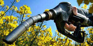 biofuelul-provoaca-pierderea-biodiversitatii
