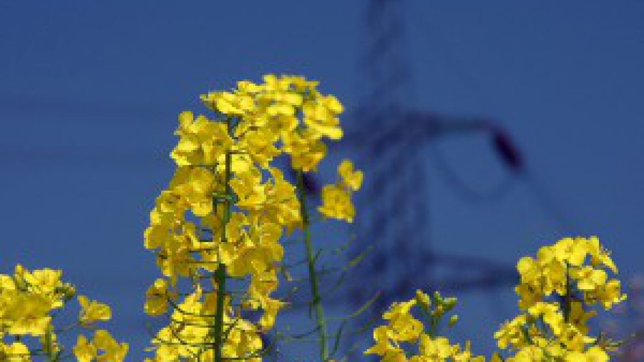 biofuel-lee-jordon-flickr-300x225