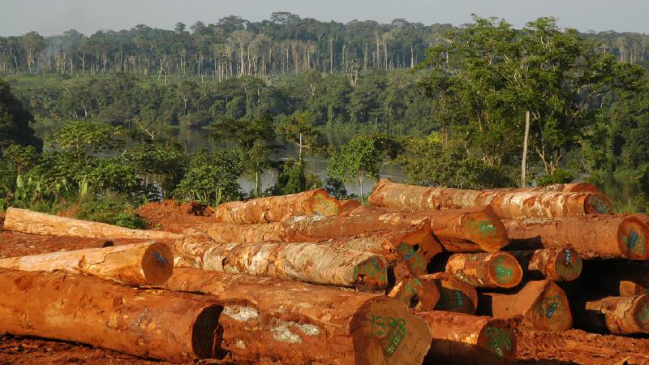 023_Camerun Disappearing Forest (Libongo, 2005)
