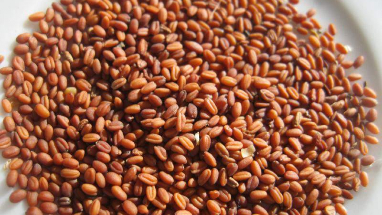 20093-lnicka-seta-camelina-sativa-seeds