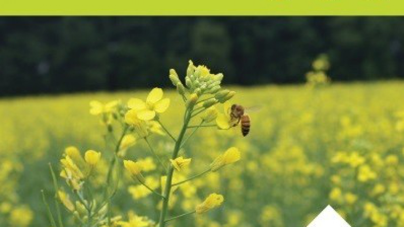 camelina